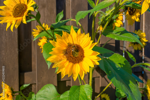 Fototapeta Naklejka Na Ścianę i Meble -  Sunflower with bee in a garden in sunlight at fall