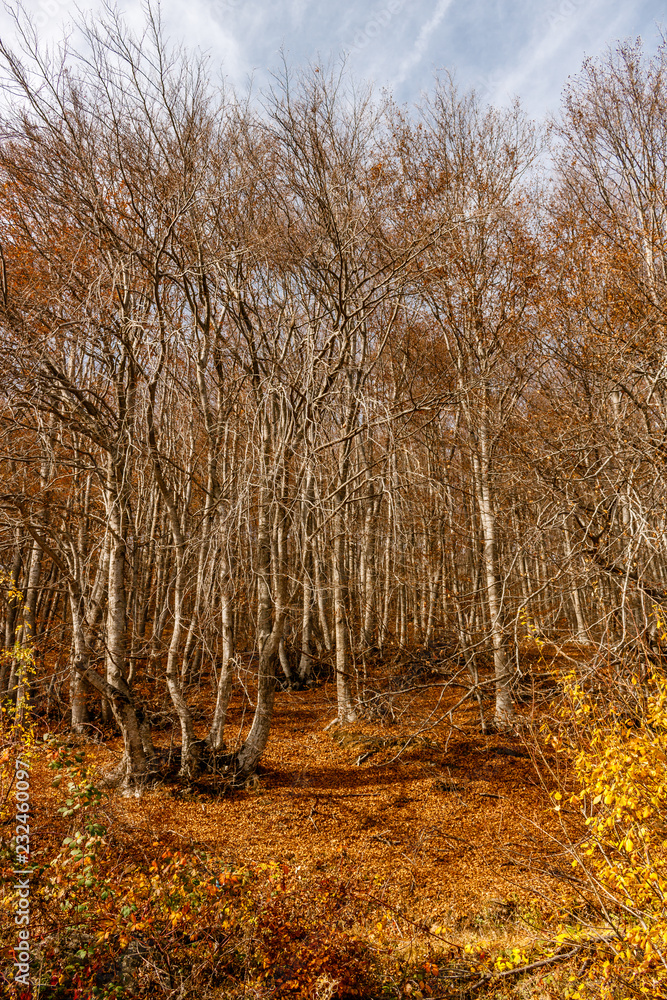 Fototapeta premium Autumn