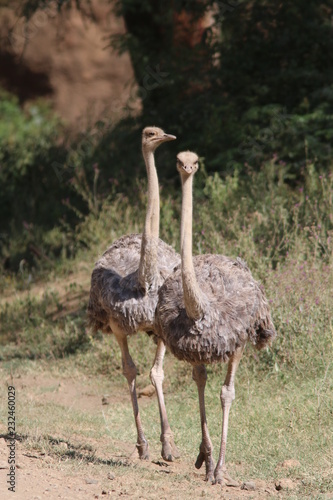 Ostriches in kenya