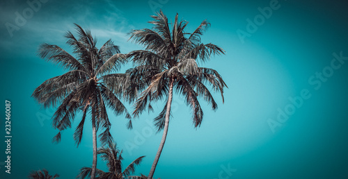 Coconut tree and blue sky.  vintage 