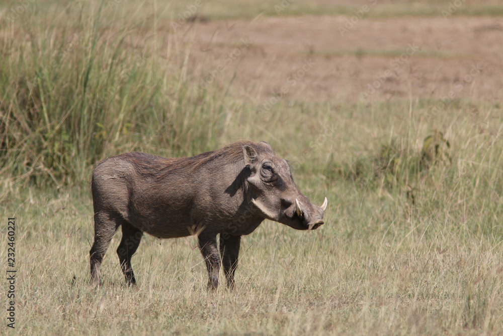 warthog in the wild warthog in the wild