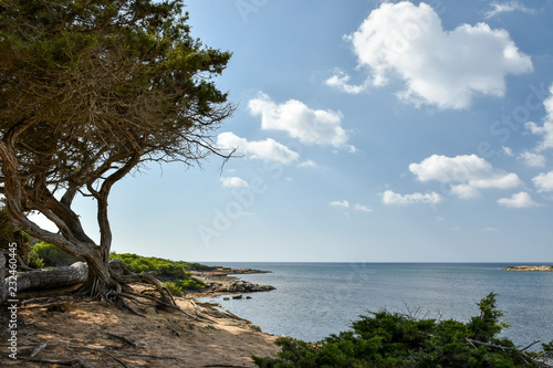 Baum an Küste 01