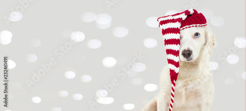 BANNER OF A CUTE CHRISTMAS DOG WEARING A STRIPED RED HAT WITH BLUE EYES. ISOLATED AGAINST GRAY BACKGROUND WITH DEFOCUSED LIGHTS