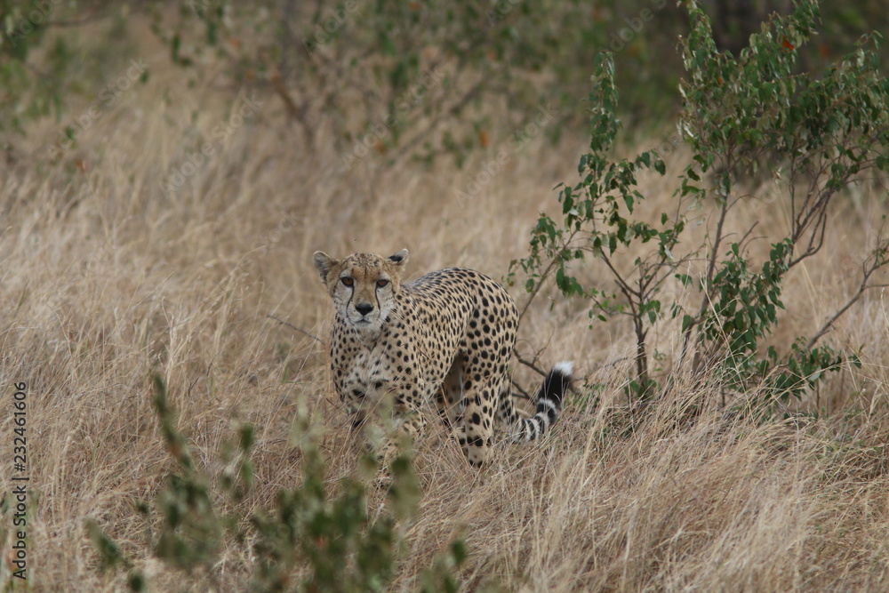 Naklejka premium Cheetah in the grass