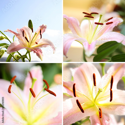 Fototapeta Naklejka Na Ścianę i Meble -  Close up beautiful lily flower in garden