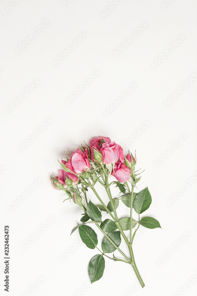 flowers roses top view, little pink roses on white background