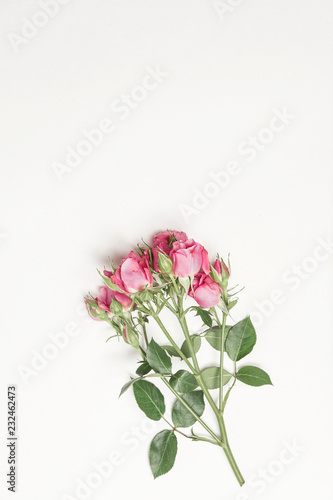 flowers roses top view, little pink roses on white background