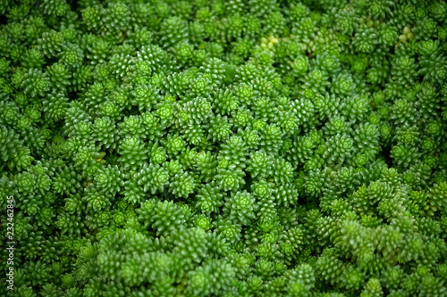 crassulaceae sedum compactum rose, small bright green plants with fine plump foliage, a lot on the full photo, background, texture