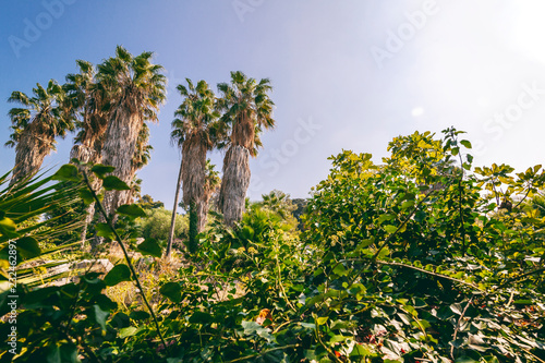 palm trees and dense tropypical greenery against a blue sky, natural background and texture