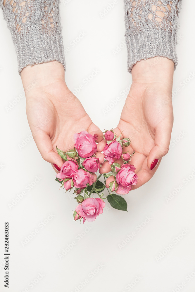 flowers roses in hands of girl, top view, top view, little pink roses on white background flowers roses in hands of girl, top view, top view, little pink roses on white background
