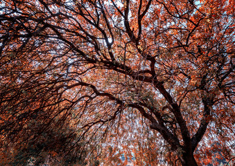 Fototapete Bäume Mächtiger Baum mit goldenem Herbstlaub  © olezzo