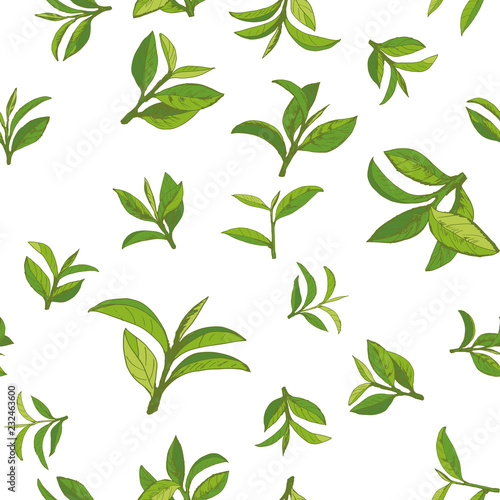 seamless pattern with green tea  hand-drawn leaves and branches of tea
