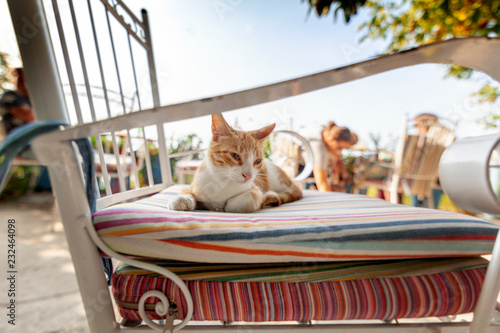 Fototapeta Naklejka Na Ścianę i Meble -  Red white cat sits on pillows on a chair in a street cafe, a symbol of Greece