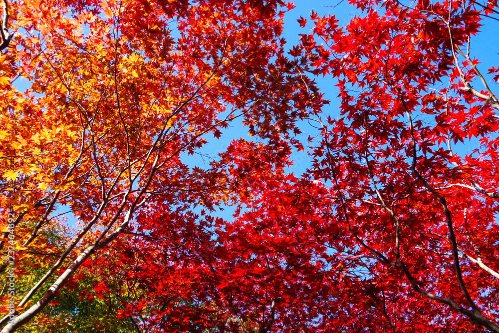 Autumn season colorful of leaves in Hokkaido Japan Autumn season colorful of leaves in Hokkaido Japan