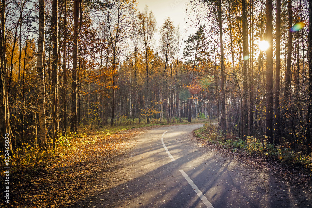 Morning country road through the pine forest