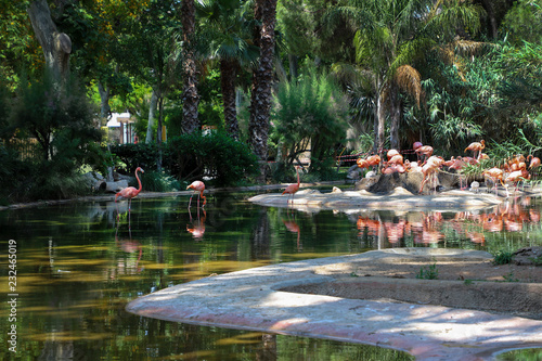 Fototapeta Naklejka Na Ścianę i Meble -  Flock of pink flamingos on the lake.