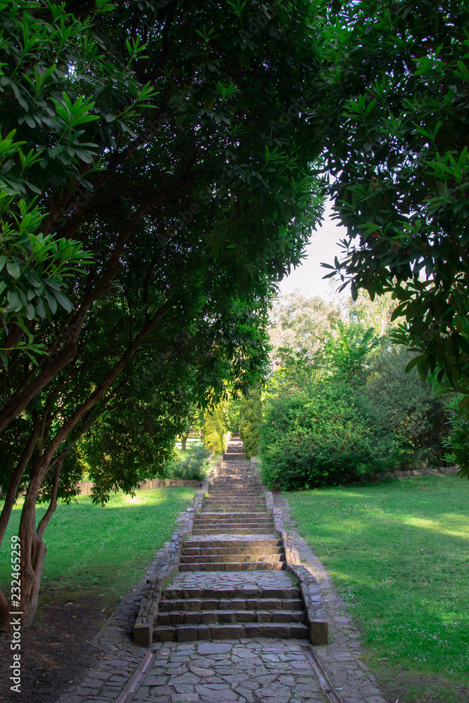 Fototapeta premium a stairs way inside the forest