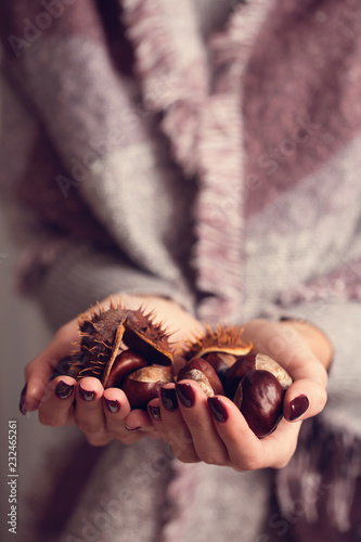 women's hands hold chestnuts