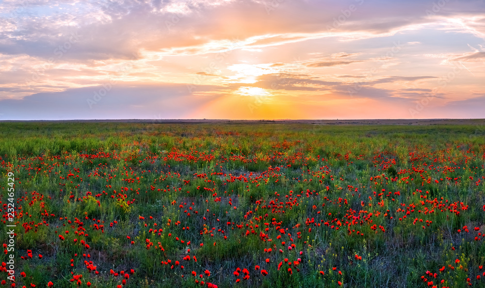 Spring steppe at sunset. Blooming poppy steppe. Poppies bloom, poppy at sunset
