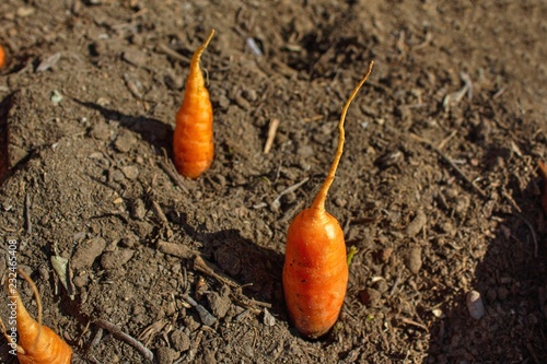 Carrots in soil