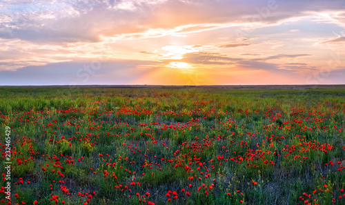 Spring steppe at sunset. Blooming poppy steppe. Poppies bloom, poppy at sunset