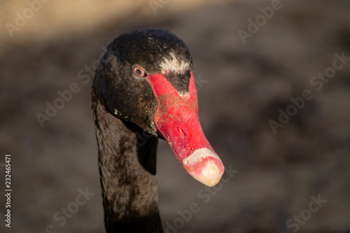Portrait of black swan