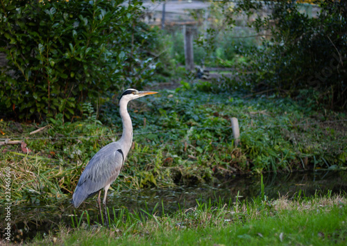 Grey heron is staying next to canal in the sunset light. Side view.