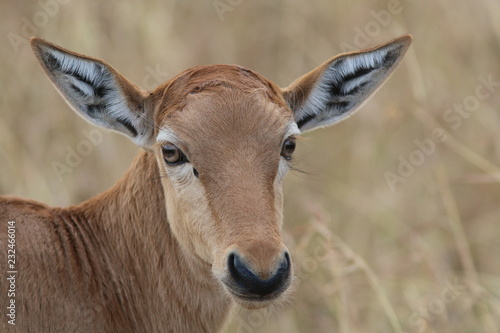 Impala Kenya © Jo