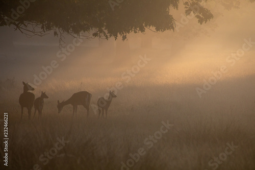deer silhouettes with mist