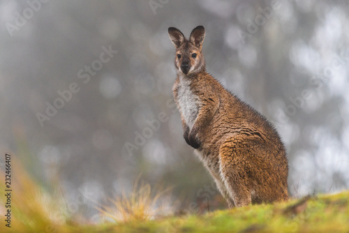 Eastern Grey kangaroo 