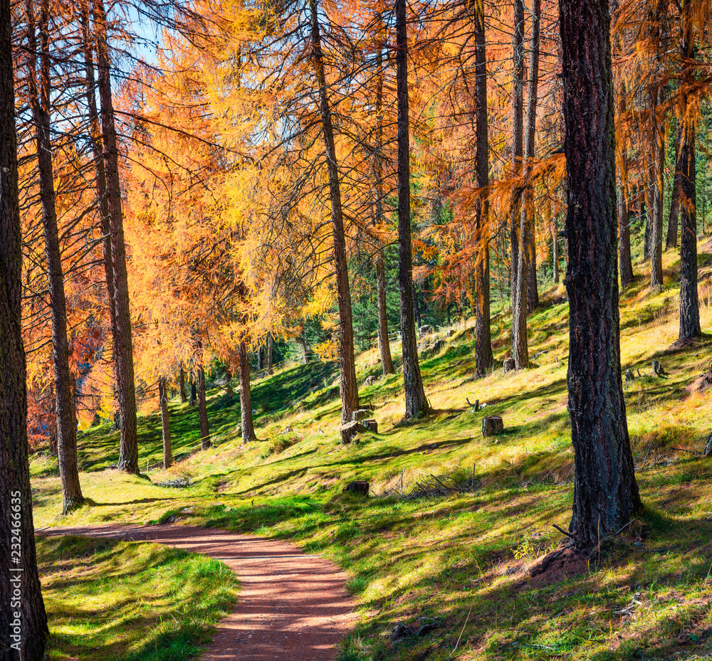 Beautiful autumn forest in the Dolomite Alps. Sunny morning view of mountain woodland, Cortina d'Ampezzo lacattion, Italy, Europe. Beauty of nature concept background. Beautiful autumn forest in the Dolomite Alps. Sunny morning view of mountain woodland, Cortina d'Ampezzo lacattion, Italy, Europe. Beauty of nature concept background.