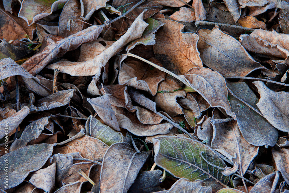 Background of fallen leaves covered with hoarfrost Background of fallen leaves covered with hoarfrost