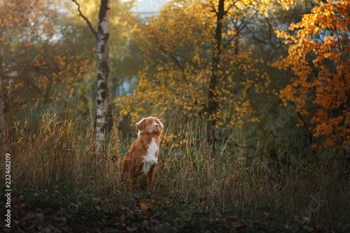 the dog in the woods park . Autumn mood.Pet on nature. Nova Scotia duck tolling Retriever, Toller