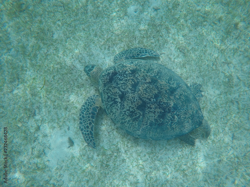Obraz premium Madagascar sea turtle