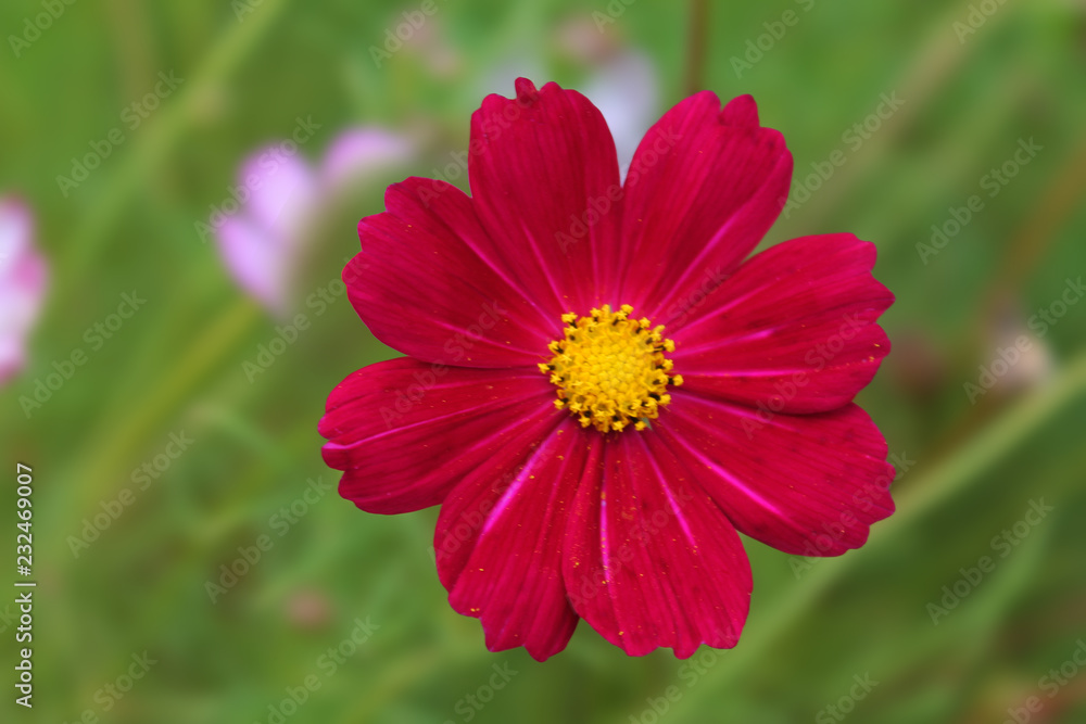 Red daisy resting and basking in the warm sun. branches of red daisy on a light green isolated background Red daisy resting and basking in the warm sun. branches of red daisy on a light green isolated background