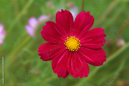 Red daisy resting and basking in the warm sun. branches of red daisy on a light green isolated background