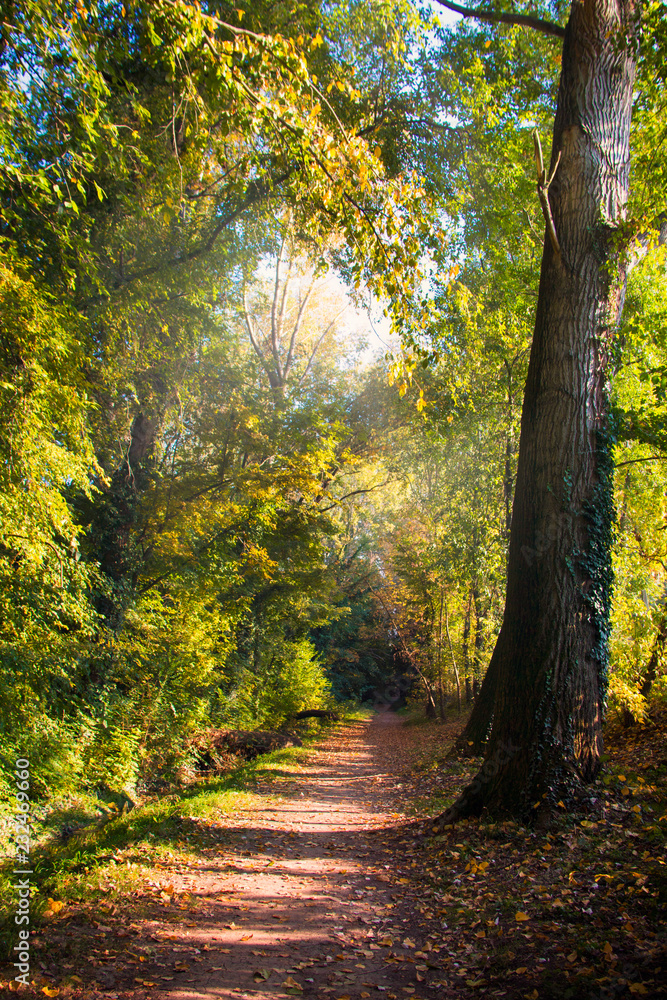 Fototapeta premium Pathway in the natural forest in October, 
