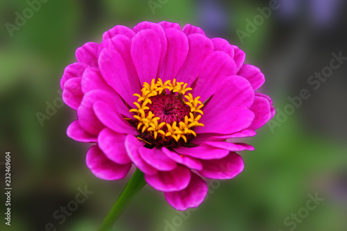 Pink Zenia is elegantly bathed in the sunshine of a summer day. Zine flower graceful on an isolated green background