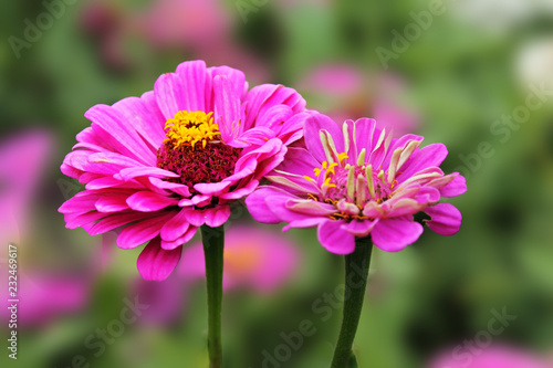 Two pink tsiniya graceful blend in the sunshine of a summer day. Zine flower graceful on an isolated green background