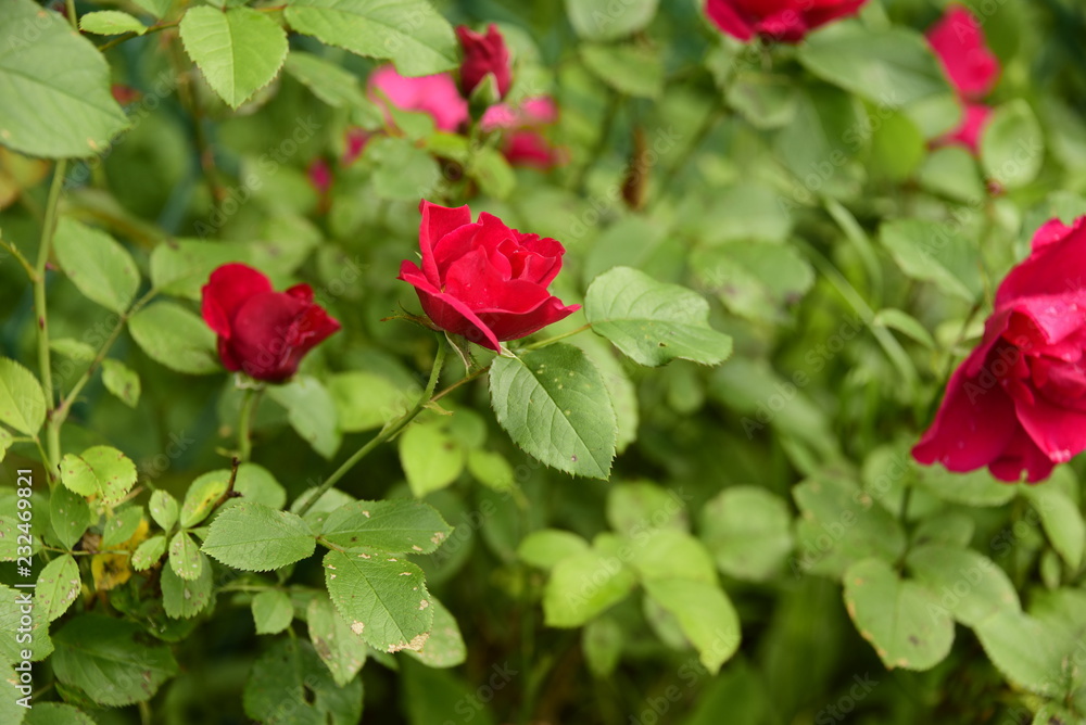 beautiful flowers