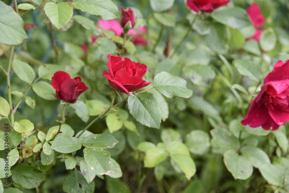 beautiful flowers