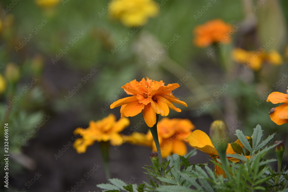 beautiful flowers beautiful flowers