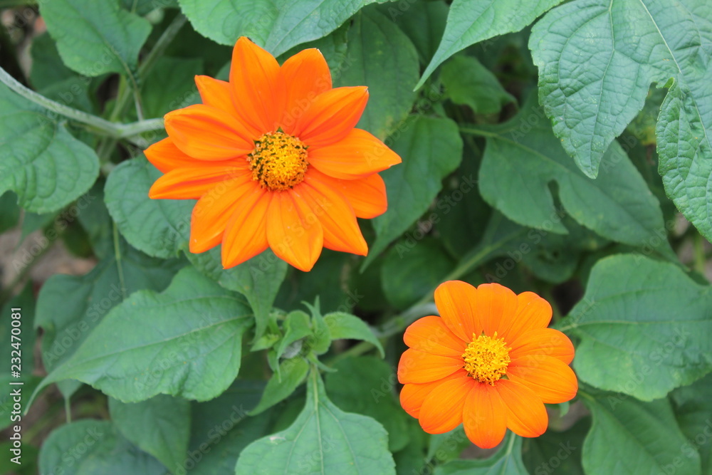 Two flowers of the Chinas chrysanthemum are smiling at the sun. Chinese chrysanthemum flower on an isolated background Two flowers of the Chinas chrysanthemum are smiling at the sun. Chinese chrysanthemum flower on an isolated background