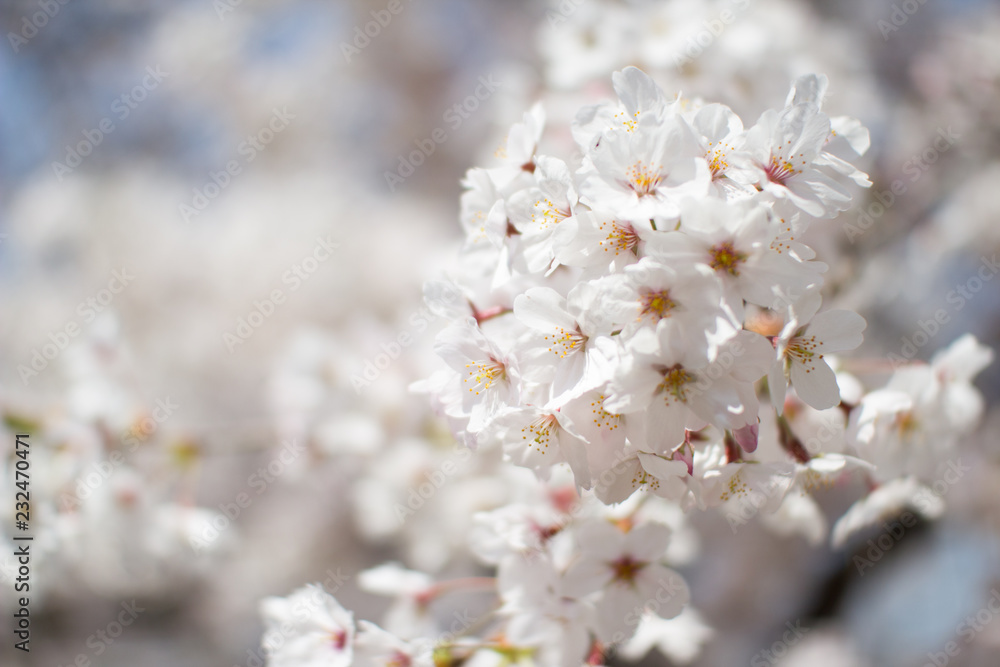 春の桜 春の桜