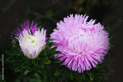 A great duo of violet asters sings a sweet summer song. Purple asters on an isolated background