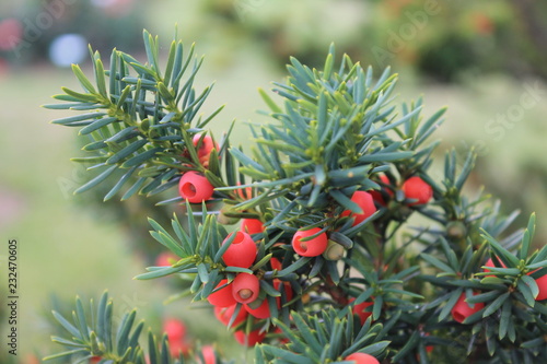 A branch of yew with red berries sways in the wind.. A branch of yews  on an isolated background
