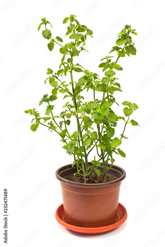 Basil herb plant in pot isolated on white Basil herb plant in pot isolated on white