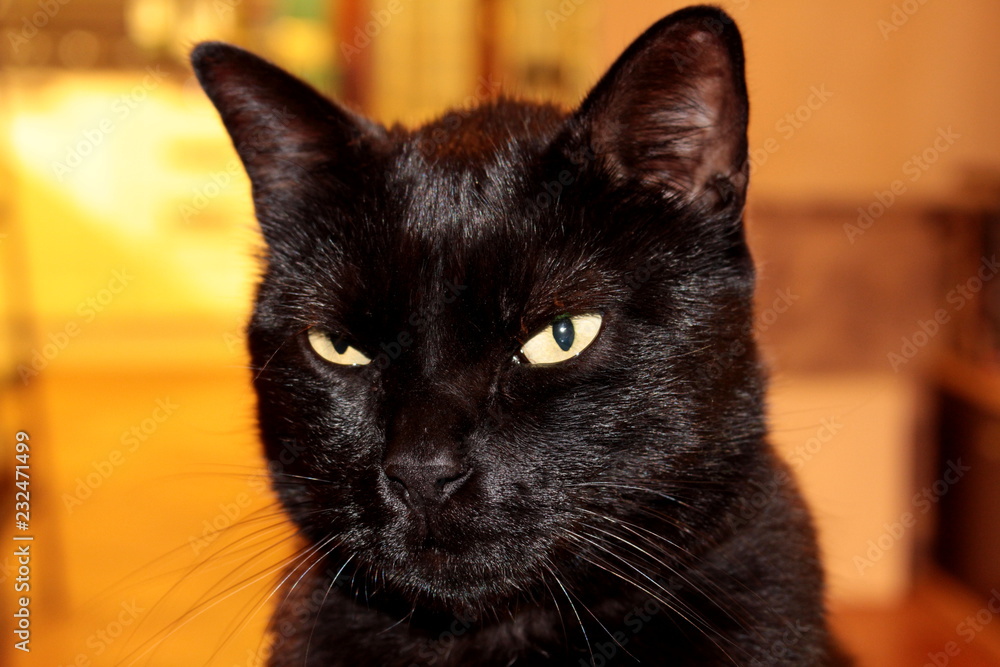 Close-up black cat