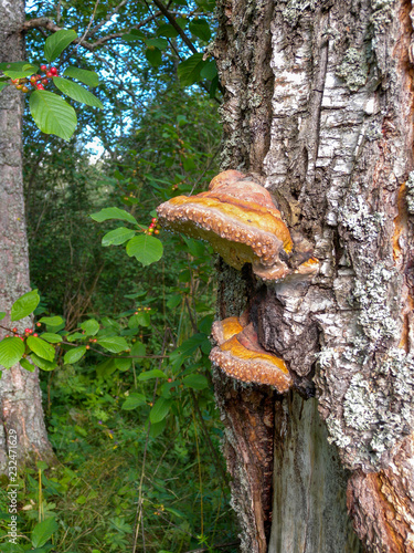 Red mushroom grows on birch
