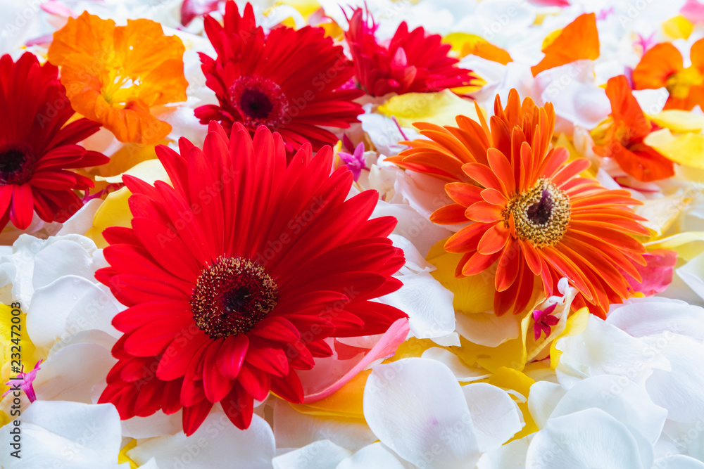 ガーベラの花とバラの花びら Stock Photo Adobe Stock